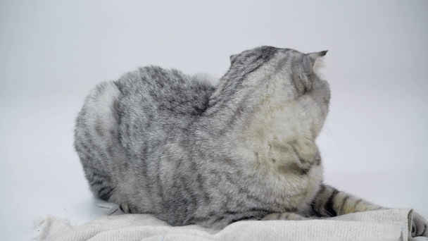 γκρι γάτα ξαπλωμένη, γλείψιμο, κουνώντας την ουρά κοντά σε κουβέρτα, μετακινώντας το κεφάλι και runing μακριά σε λευκό φόντο - Πλάνα, βίντεο