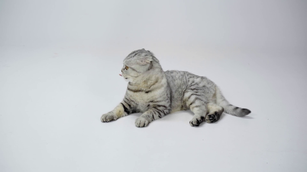 szürke macska feküdt, nyalás, farok integetett, mozgó fej és rúnaírásos el a fehér háttér - Felvétel, videó