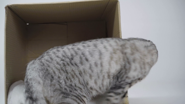 grey cat sitting, waving tail, coming out of cardboard box and walking away on white background - Кадри, відео