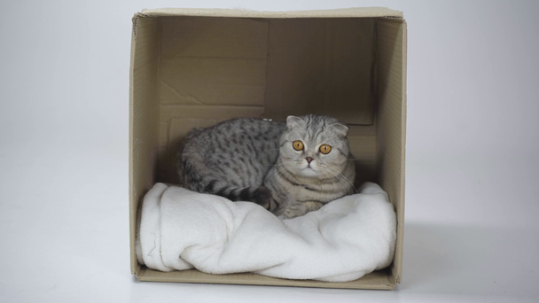 szürke macska ül a karton doboz és nyalás a fehér háttér - Felvétel, videó