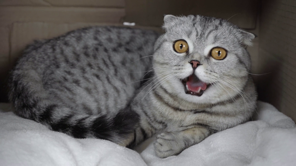 gatto grigio seduto su una coperta a bocca aperta, spesso respirando scatola di cartone
 - Filmati, video