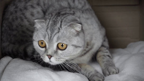 grey cat sitting on blanket, licking in cardboard box and walking away on white background - Video, Çekim