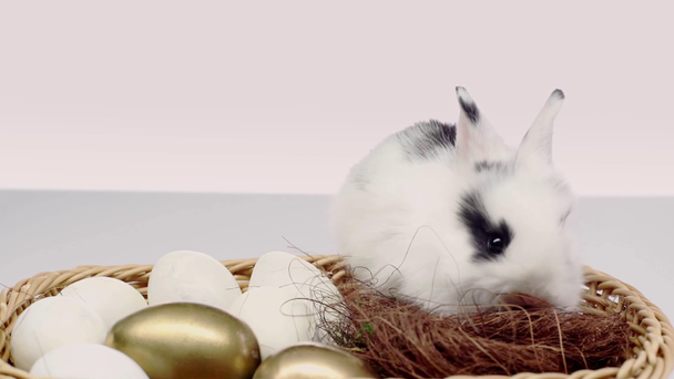 cute spotted rabbit walking and jumping in basket with Easter eggs on white background - Footage, Video