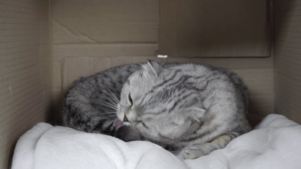 szürke macska ül a fehér takaró és kartondoboz nyalás - Felvétel, videó