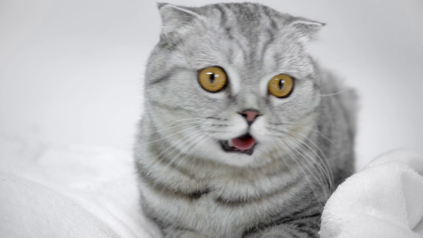 gato cinza sentado no cobertor branco com a boca aberta e caminhando no fundo branco
 - Filmagem, Vídeo