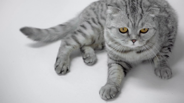 gatto grigio sdraiato, leccare, coda ondulata e allontanarsi su sfondo bianco
 - Filmati, video