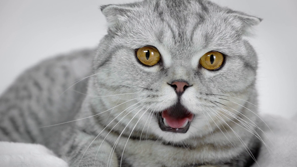 açık ağız, oyuncak beyaz arka plan üzerinde hareket ederken sık sık nefes battaniyeyle oturan Gri kedi - Video, Çekim