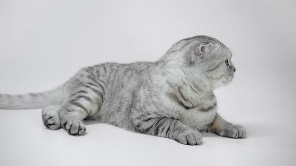 gatto grigio sdraiato, leccare il naso e allontanarsi su sfondo bianco
 - Filmati, video