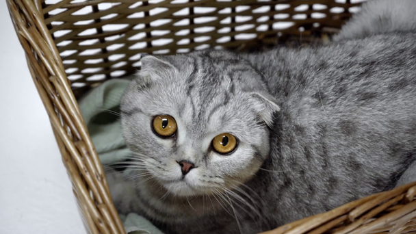 graue Katze sitzend, oft atmend, aus Korb springend und auf weißem Hintergrund davonlaufend - Filmmaterial, Video