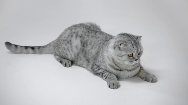 gatto grigio sdraiato, leccare il naso, ondulare la coda e cercando di giocattolo su sfondo bianco
 - Filmati, video