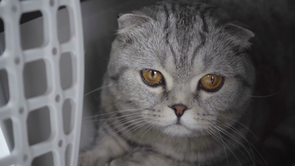 gato gris acostado en jaula de viaje y lamiendo la nariz sobre fondo blanco
 - Metraje, vídeo