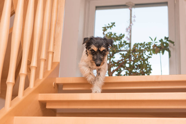 小さなかわいい犬は、滑りやすい階段を実行しています。トリコロール Jac - 写真・画像