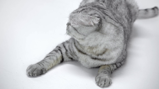 gato gris acostado, agitando la cola y alejándose sobre fondo blanco
 - Imágenes, Vídeo