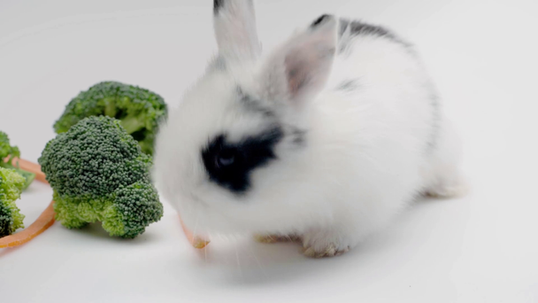 cute rabbit sitting near vegetables, wiggling nose and licking isolated on white - Záběry, video