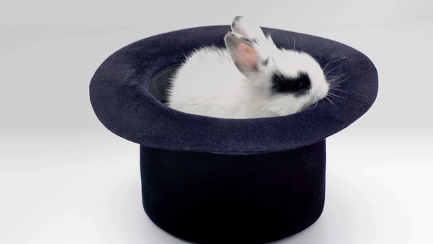 bonito coelho manchado sentado em chapéu preto, balançando o nariz e lambendo isolado no branco
 - Filmagem, Vídeo