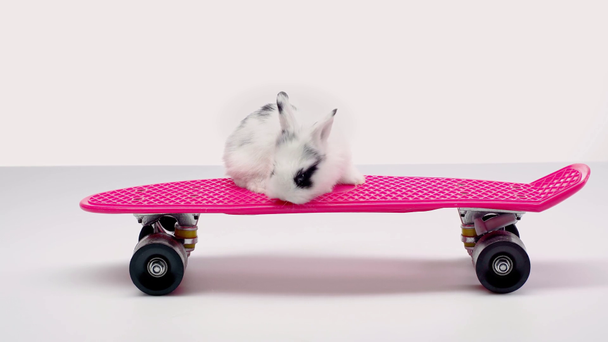 cute rabbit sitting with spots on pink skateboard on white background - Footage, Video