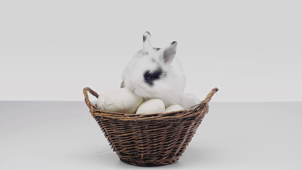 coelho bonito com manchas pretas no focinho agitando o nariz e sentado em cesta com ovos no fundo branco
 - Filmagem, Vídeo