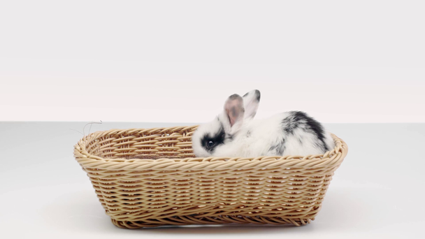 милый пятнистый кролик шевеля носом, сидя и двигаясь в корзине на белом фоне
 - Кадры, видео