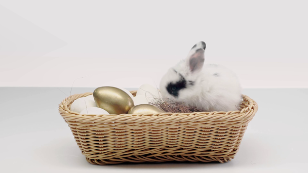 cute rabbit with black spots on muzzle wiggling nose in basket with painted eggs on white background - Footage, Video