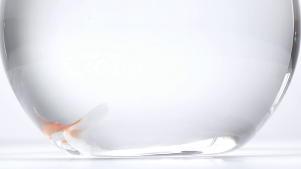 κόκκινο ψάρι κολύμπι σε ενυδρείο σε λευκό φόντο - Πλάνα, βίντεο