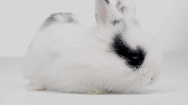 cute rabbit with blak spots sitting on table on white background - Záběry, video