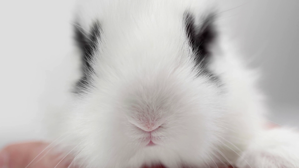 vista ritagliata di uomo che tiene simpatico coniglio con macchie nere sul muso su sfondo bianco
 - Filmati, video