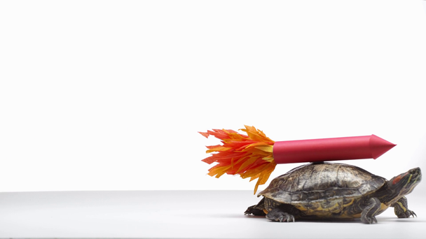 χελώνα με κόκκινο χάρτινου πυραύλου στο κοχύλι που σέρνεται πλάι απομονωθεί σε λευκό - Πλάνα, βίντεο