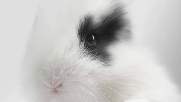 close up of rabbit with black spot on muzzle wiggling nose on white background - Footage, Video