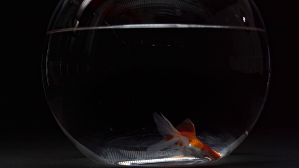 Rote Fische schwimmen im Aquarium auf schwarzem Hintergrund - Filmmaterial, Video