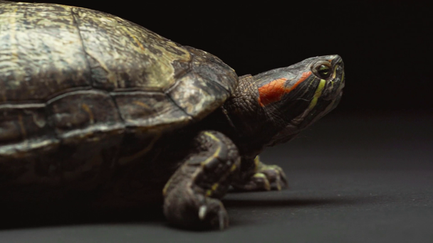 tartaruga se movendo e rastejando lateralmente na mesa isolada em preto
 - Filmagem, Vídeo