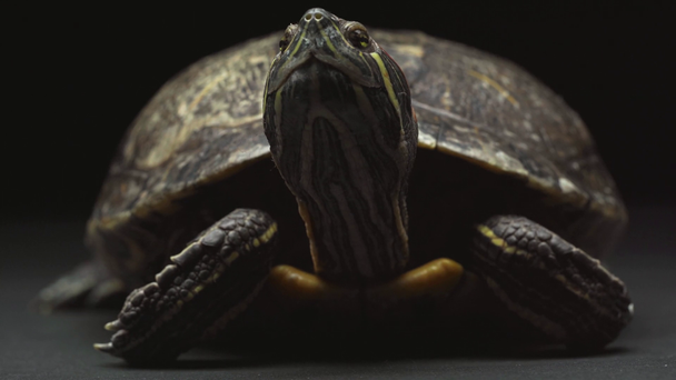 Nahaufnahme der blinkenden und sich bewegenden Schildkröte isoliert auf schwarz - Filmmaterial, Video