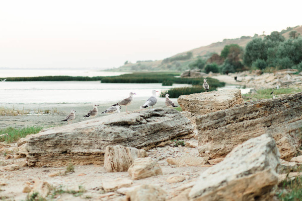 Denizin üzerinde uçan martıları sürüsü ile güzel gün batımı - Fotoğraf, Görsel