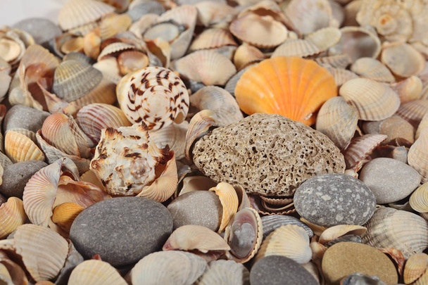 Seashells and pebbles close-up - Photo, Image