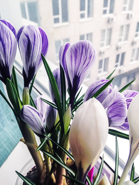 White-violet crocuses at the window - Photo, Image