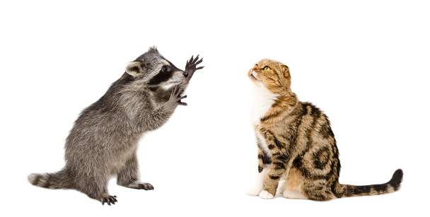Funny  raccoon and cat Scottish Fold isolated on white background - Photo, Image