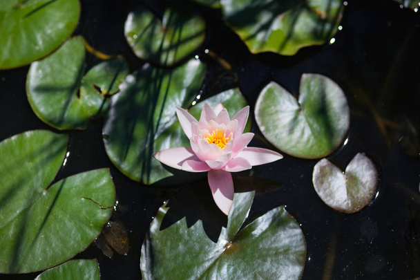 Růžová leknín v rybníku - Fotografie, Obrázek