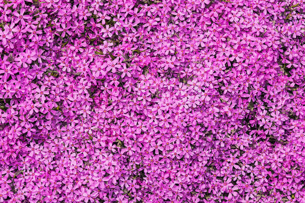 Texture of meadow with purple small flowers closeup. - Zdjęcie, obraz
