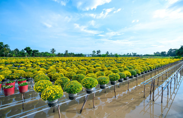 Ο κήπος πάνω από το νερό των κίτρινων μαργαρίτες φαίνεται από ψηλά, ανθίζει κατά τη συγκομιδή. Είναι υδροπονικός φυτευμένος σε κήπους κατά μήκος του Δέλτα του Μεκόνγκ του Βιετνάμ - Φωτογραφία, εικόνα