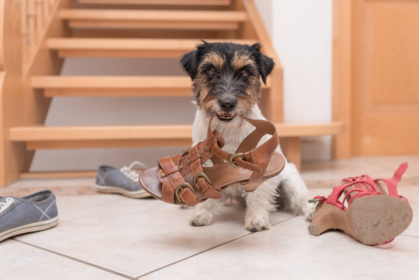 petit chien obéissant mignon tient une chaussure par clicker formation Jack
 - Photo, image