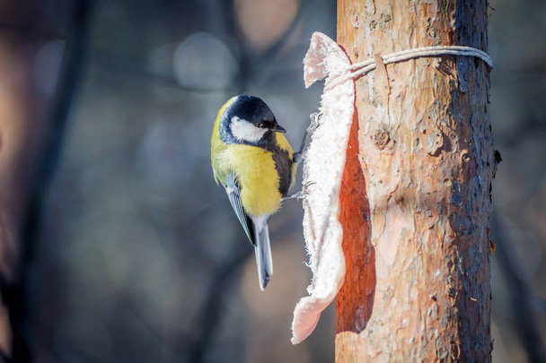 hungry wild bird titmouse on a tree in spring forest - Foto, Bild