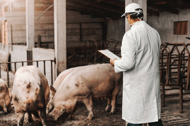 Ein reifer Tierarzt in weißem Kittel hält Klemmbrett in der Hand und überprüft den Gesundheitszustand der Schweine, während er im Stall steht. Außenpolitik. - Foto, Bild