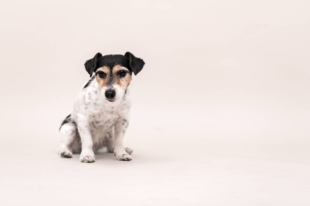 Jack Russell Terrier dog is sitting and isolated on white. 3 yea - Photo, image