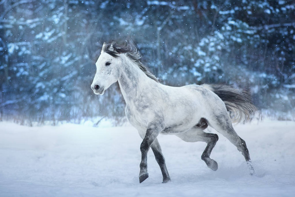 Semental blanco corre en campo de nieve
 - Foto, Imagen