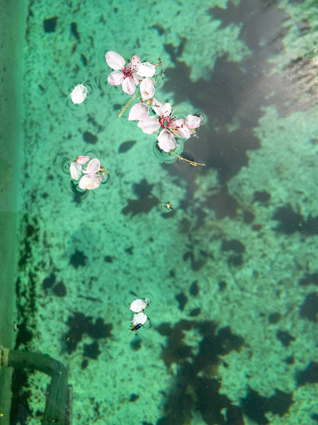 Flores de árboles en la superficie del agua de una piscina sucia
 - Foto, imagen