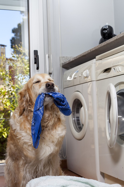 Golden retriever doing laundry - Foto, afbeelding