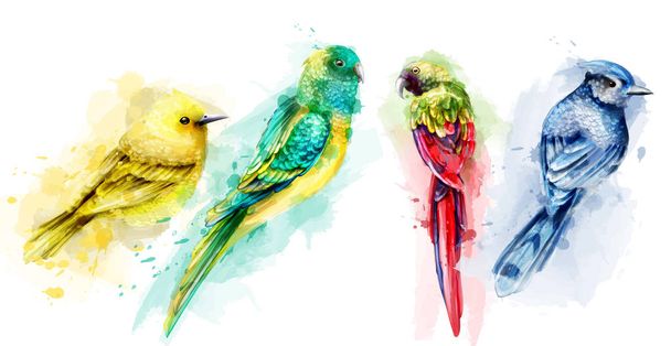 Colorful tropic birds watercolor Vector. Beautiful exotic set collections - Вектор,изображение