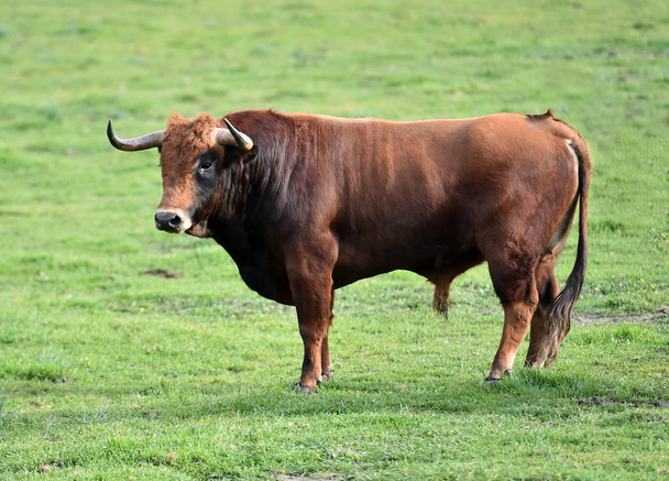 Bulls in the spanish field
 - Фото, изображение