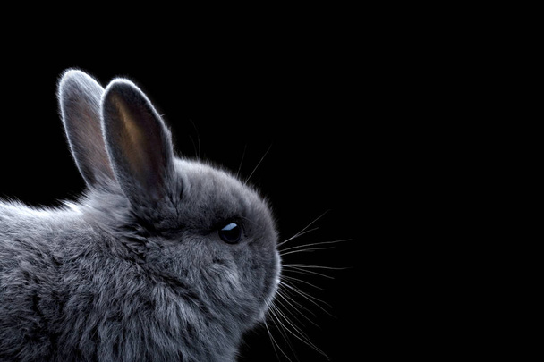 Adorable lapin gris avec de petites oreilles
. - Photo, image
