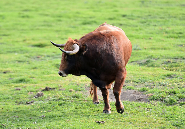 bulls in the spanish field - Photo, Image
