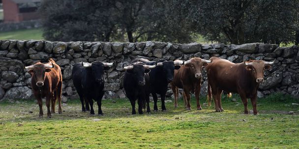 tori nel campo spagnolo
 - Foto, immagini